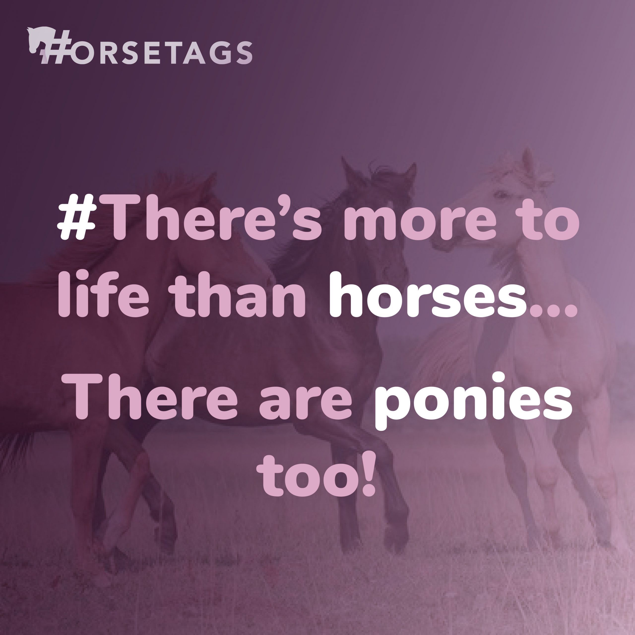 There's more to life than horses. There are ponies too.