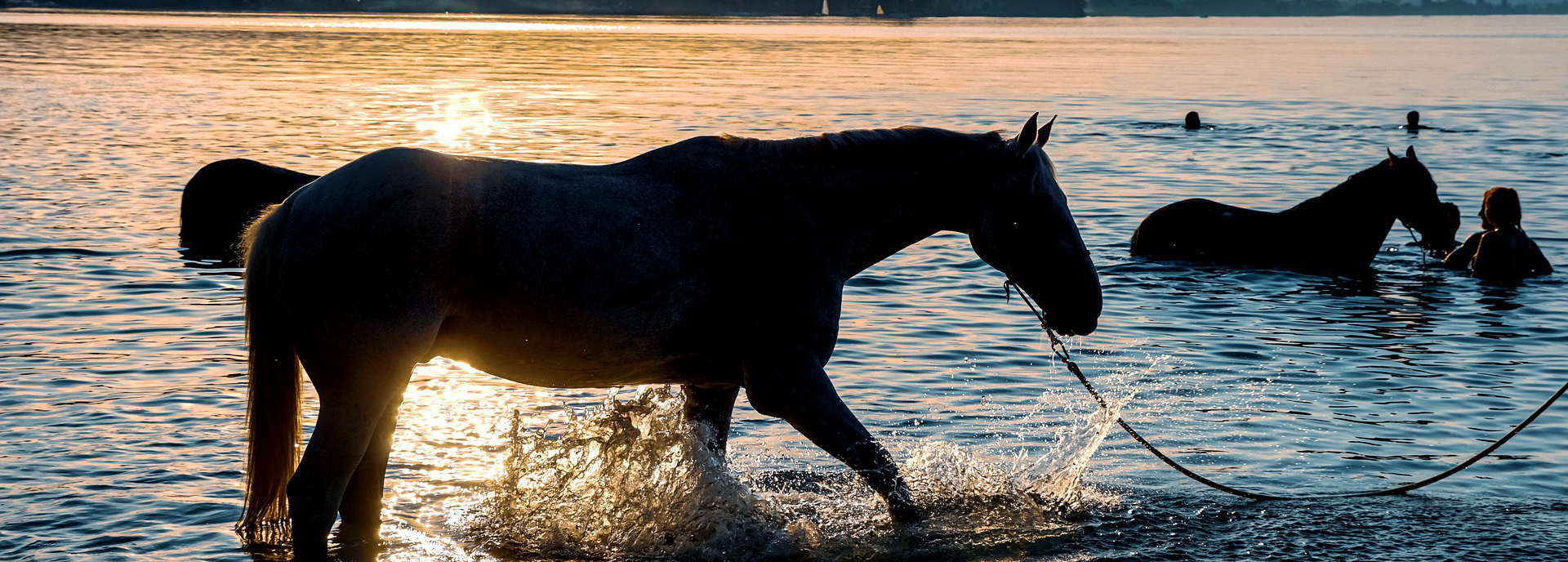 De beste plaatsen om met je paard te zwemmen