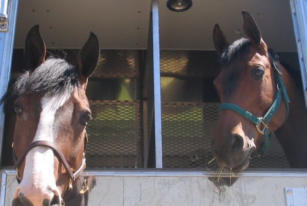 paarden vervoeren warm weer