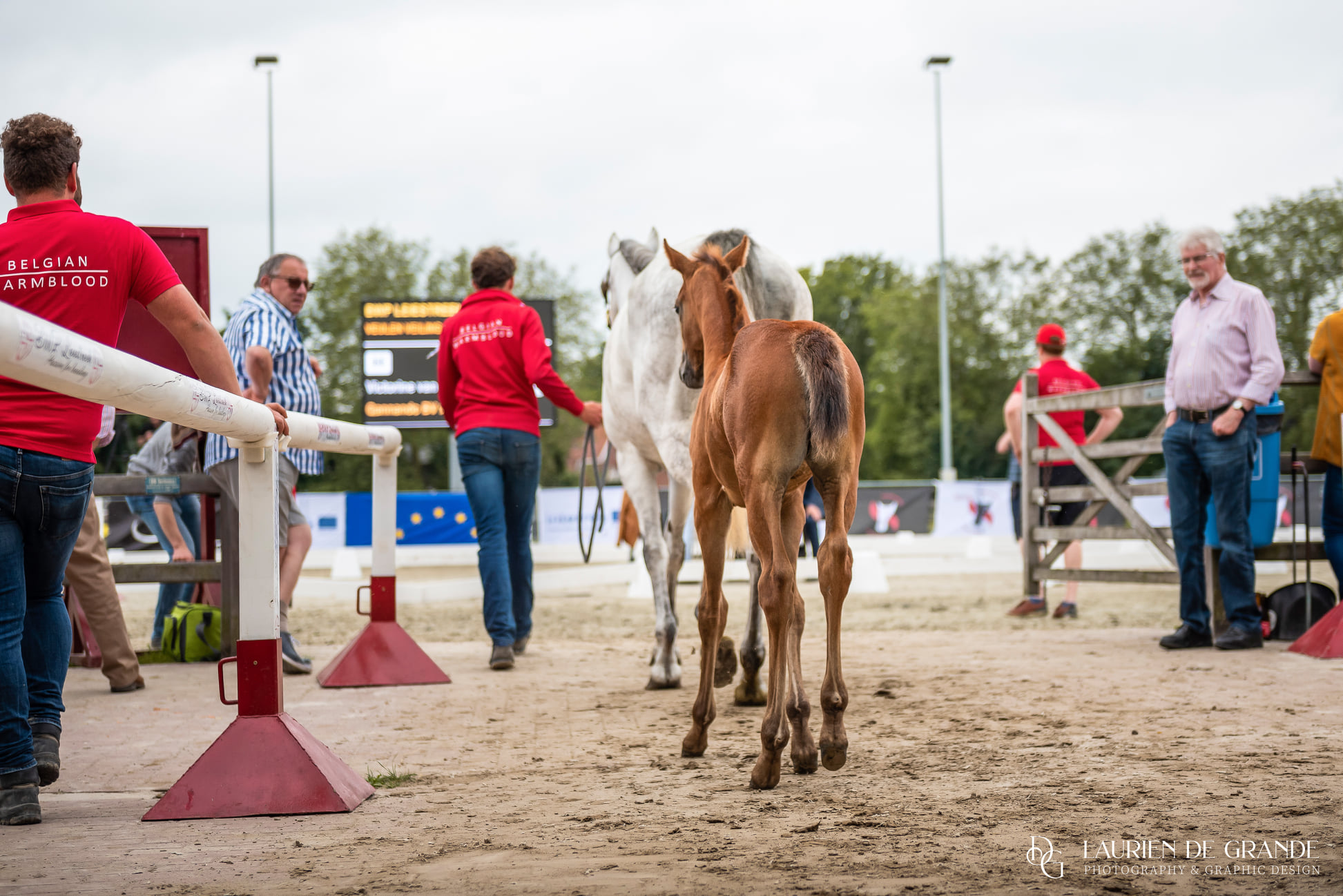 Flanders Foal Championship is misschien wel de meest complete veulenprijskamp ter wereld!